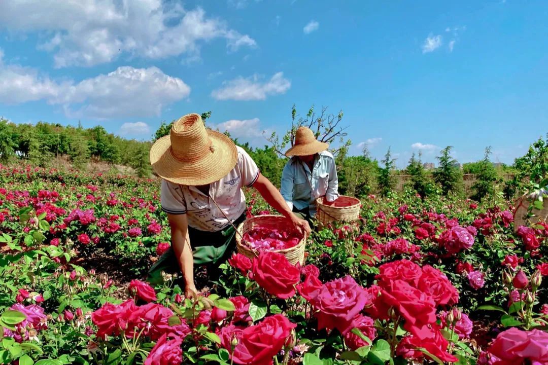 全国高校美食地图 高校食堂哪家强_高考志愿填报 大学食堂推荐_江西黑暗料理网红,