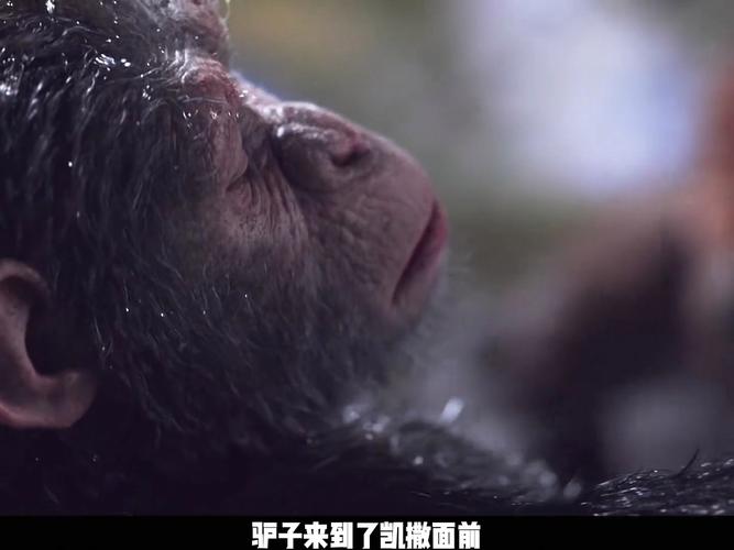 猩球崛起3在线观看资源 哪里能看凯撒终极战斗